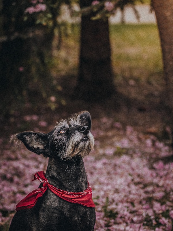 Sesje psów — fotografia zwierząt
